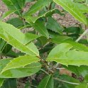 Osmanthus armatus feuille P16
